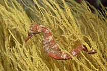 Pacific Seahorse (Hippocampus ingens) a master of camouflage, Galapagos Islands, Ecuador