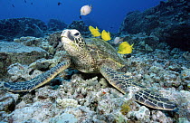 Green Sea Turtle (Chelonia mydas) being cleaned by reef fish, Hawaii