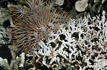 Crown-of-thorns Starfish (Acanthaster planci) eats coral and leaves behind bleached skeleton, Philippines