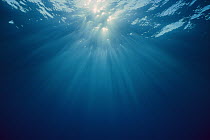 Sunlight shafting through blue water, Pacific Ocean