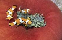 Blackfinned Clownfish (Amphiprion percula) trio gain protection among stinging tentacles of Anemone, Papua New Guinea