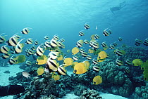 Masked Butterflyfish (Chaetodon semilarvatus) school and Butterflyfish (Heniochus diphreutes), Red Sea, Egypt