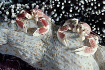Spotted Anemone Crab (Neopetrolisthes maculatus) pair throwing out fine nets to trap plankton, Seychelles