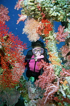 Scuba diver among colorful corals