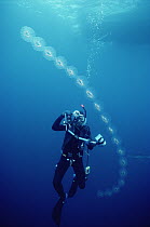Scuba diver and salp chain showing asexual reproduction of salps, southern California