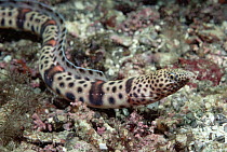 Pacific Snake Eel (Ophichthus triserialis) a type of fish that travels through coral rubble to hunt, Sea of Cortez, Baja California, Mexico