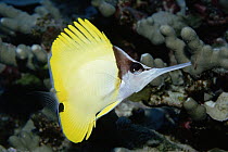 Longnose Butterflyfish (Forcipiger flavissimus) long nose helps it feed in crevices, Hawaii