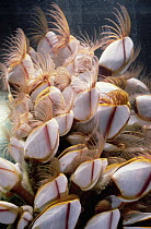 Goose Barnacle (Lepas sp) group filter feeding, attached to fisherman's float, North Pacific