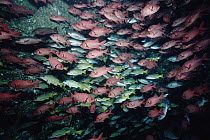 Bigscale Soldierfish (Myripristis berndti) and Blue-and-gold Snapper (Lutjanus viridis) in underwater arch on sea mount, Cocos Island, Pacific Ocean