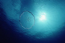 Moon Jelly (Aurelia aurita) underwater, shown from below, Caribbean