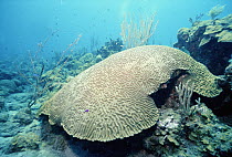 Boulder Brain Coral (Colpophyllia natans) common in south Florida, Bahamas and Caribbean, Saba, Dutch Antilles