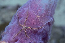 Suenson's Brittle Star (Ophiothrix suensonii) on Azure Vase Sponge (Callyspongia plicifera), Roatan, Honduras