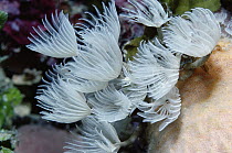 Feather Duster Worm (Bispira brunnea) worms trap plankton with feathery gills, Caribbean