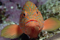 Coral Grouper (Cephalopholis miniata) changes color to match surroundings and mood, Red Sea, Egypt