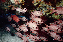 Doubletooth Soldierfish (Myripristis hexagona) spend the day in coral caves, come out at night, Seychelles