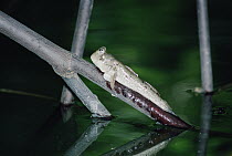 Mudskipper (Periophthalmus koelreuteri) fish lives out of water much of the time, ancestor to amphibians, Thailand