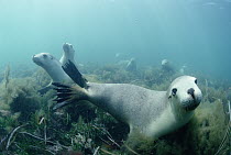 Australian Sea Lion (Neophoca cinerea) group swimming over seaweed, South Australia
