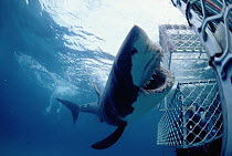 Great White Shark (Carcharodon carcharias) near divers in shark cage, Australia