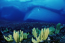 Polychaete (Isodictya erinacea) group and diver with grounded iceberg, Antarctica