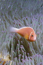 Pink Anemonefish (Amphiprion perideraion) in host Magnificent Sea Anemone (Heteractis magnifica), Fiji