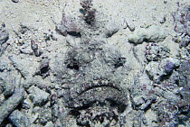 Reef Stonefish (Synanceia verrucosa) camouflaged like a rock as it lays in sand, most venomous fish in the world, Solomon Islands