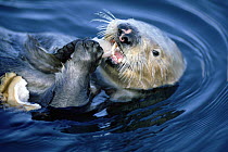 Sea Otter (Enhydra lutris) creates healthier Kelp forest by eating Abalone, California