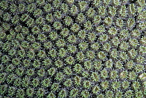 Coral colony, close-up detail, Apo Island, Philippines