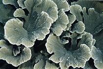 Close-up detail of coral colony, Apo Island, Philippines