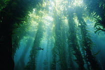 Giant Kelp (Macrocystis pyrifera) forms dark, lush canopy forest in cold waters, southern California
