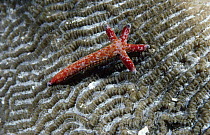 Sea Star (Linckia multiflora) comet, a regenerating Sea Star arm, Great Barrier Reef, Australia