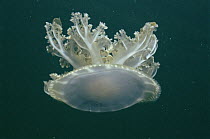 Upside-down Jellyfish (Cassiopea xamachana) with symbiotic Algae (Zooxanthellae) in body, Caribbean