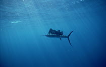 Pacific Sailfish (Istiophorus platypterus) underwater profile, fastest fish clocked at 68 miles per hour or 110 kilometers per hour, Sea of Cortez, Baja California, Mexico