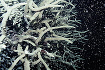 Staghorn Coral spawning occurs on consecutive evenings starting five days after the late spring's full moon, Great Barrier Reef