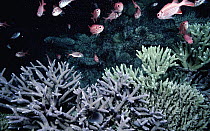 Staghorn Coral spawning, coral colonies release eggs and sperm one night a year after the late spring's full moon, Great Barrier Reef