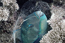Parrotfish (Scarus sp) sleeps in protective mucous cocoon at night, Great Barrier Reef, Australia