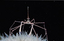 Arrow Crab (Stenorhynchus seticornis) long spindly arms around central arrow-shaped body, Caribbean