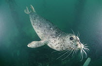 Harbor Seal (Phoca vitulina) swimming underwater, Monterey, California