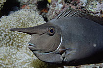 Whitemargin Unicornfish (Naso annulatus) long horn has unknown function, Fiji