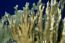 Fire Coral (Millepora alcicornis) a hydrocoral, stings fiercely on contact, Caribbean