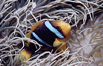 Orange-fin Anemonefish (Amphiprion chrysopterus) seeks shelter in Giant Anemone's stinging tentacles, Fiji
