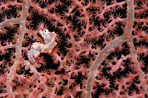 Seahorse (Hippocampus sp) on Sea Fan, related to Pipefish, Papua New Guinea