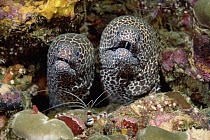 Honeycomb Moray Eel (Gymnothorax favagineus), Burma Banks, Thailand