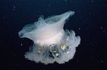 Jellyfish (Cephea cephea) common in the Indo-Pacific, shows juvenile Filefish (Monacanthidae) and Batfish (Platax sp) hiding within, Mergui Archipelago, Myanmar