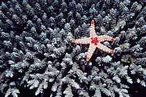 Candy Cane Sea Star (Fromia monilis) on Acropora Coral, Seychelles, Indian Ocean