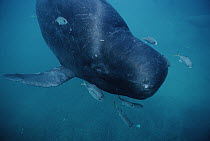 Short-finned Pilot Whale (Globicephala macrorhynchus) bulbous forehead used in emitting sonar, lives in oceans worldwide