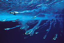 Emperor Penguin (Aptenodytes forsteri) group swimming quickly with bubble trail, can dive to 600 meters and stay down for 20 minutes, Antarctica