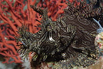 Merlet's Scorpionfish (Rhinopias aphanes) camouflage mimics Sea Fans and Crinoids of its coral reef habitat, Papua New Guinea