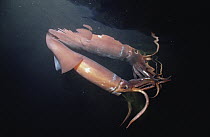 Humboldt Squid (Dosidicus gigas) reaches five feet and 50 pounds, a voracious carnivore, Sea of Cortez, Baja California, Mexico