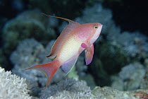 Sea Goldie (Pseudanthias squamipinnis) male, Red Sea