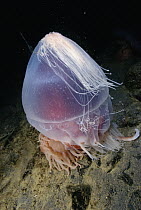 Jellyfish (Periphylla periphylla) being eaten by Anemone (Isotealia antarctica), Antarctica